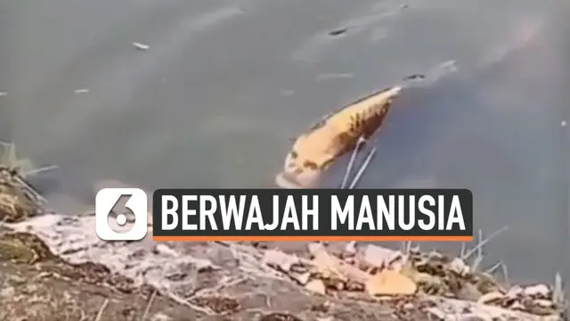 Beredar video yang membuat heboh media sosial. Video tersebut menunjukkan seekor ikan mas yang dianggap memiliki wajah seperti manusia. Ikan tersebut ditemukan seorang turis di danau Kunming, China.