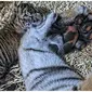 Salah satu bayi harimau Sumatra yang lahir di Kebun Binatang San Diego. (dok. SAN DIEGO ZOO WILDLIFE ALLIANCE via People)