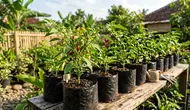 Cara Membuat Tanaman Cabai Tetap Produktif Meski Ditanam Dalam Polybag Kecil