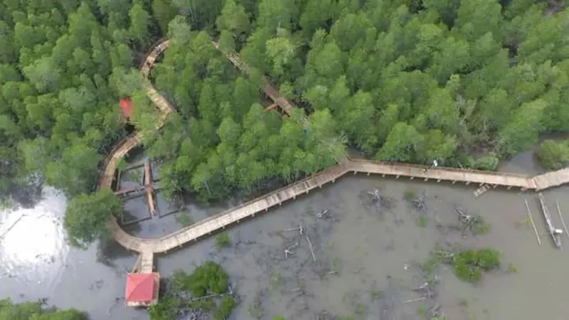 Jalur Cinta di Hutan Mangrove Gorontalo Utara