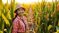 Ciri-Ciri Tumbuhan Jagung dari Akar, Batang, hingga Bijinya