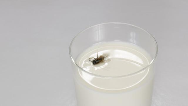 Image result for hukum makanan di masuki lalat