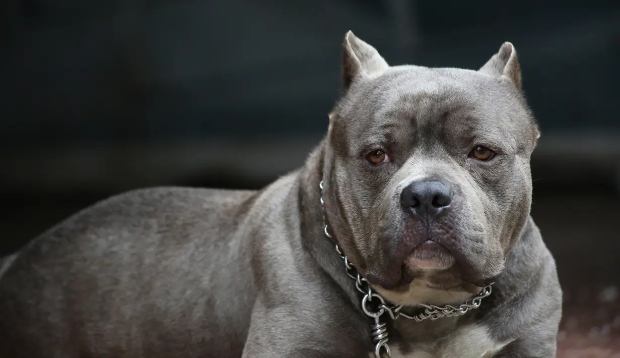 Anjing ini memang dilahirkan sebagai petarung dan juga penyelamat. Beberapa jenis di antaranya malah merupakan hasil persilangan dengan jenis lain. Tapi pada umumnya pitbull merupakan hasil persilangan Bull Dog dan Terrier. (istockphoto.com)