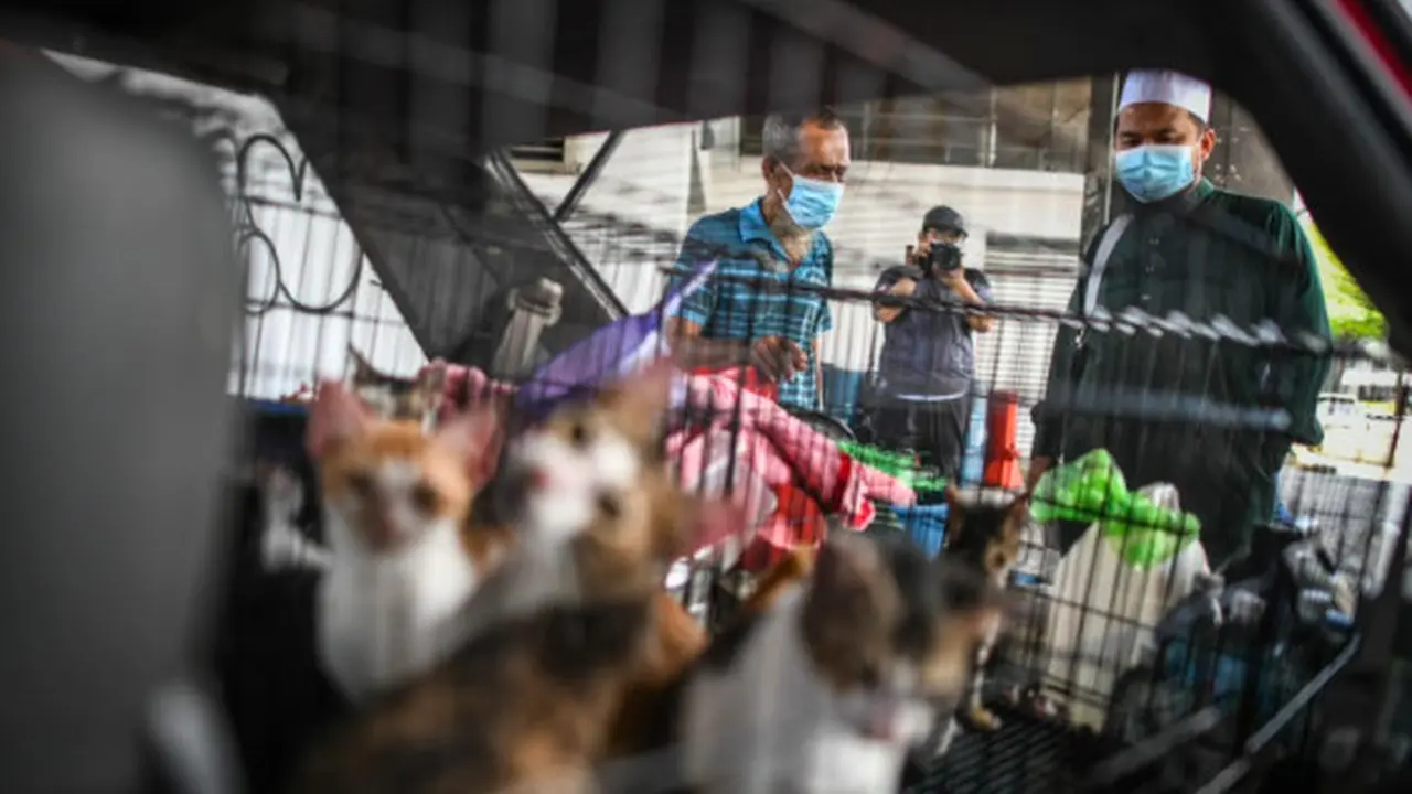 Penampakan Mobil Penuh dengan Kucing