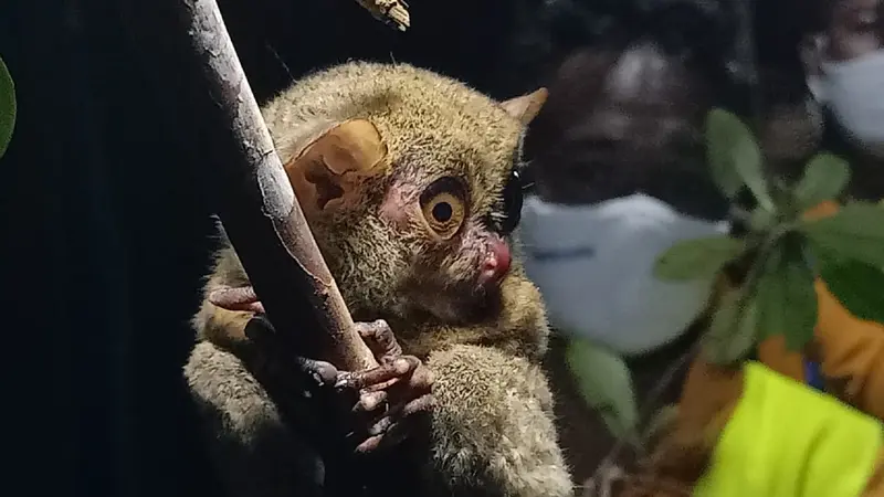 Tarsius