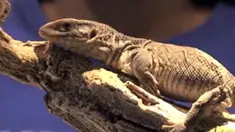 TOP SPOT 6 REPTIL MAHAL