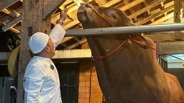 Presenter Irfan Hakim Kembali Berkurban di Hari Raya Idul Adha 2023. Seperti Tahun-Tahun Sebelumnya, Idul Adha Kali Ini Irfan Tidak Absen Memperkenalkan Sapi Kurban Terbaru yang Diberi Nama Wariso. [Instagram/irfanhakim75]