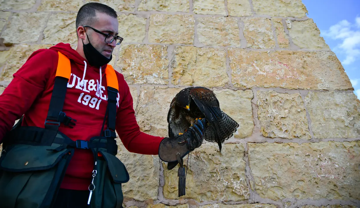 Pawang beserta burung elang harris peliharaannya berpartisipasi dalam acara demonstrasi berburu menggunakan burung elang di Wied iz-Zurrieq, Malta, 22 November 2020. Acara ini digelar untuk memperingati Hari Burung Elang Sedunia. (Xinhua/Jonathan Borg)