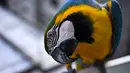 Burung macaw (sejenis beo)  mengamati kamera di balkon sebuah gedung apartemen di Caracas pada 18 November 2018. Setiap sore, puluhan macaw liar berwarna-warni berduyun-duyun ke balkon dan teras tempat warga menaruh makanan untuk mereka. (YURI CORTEZ/AFP)