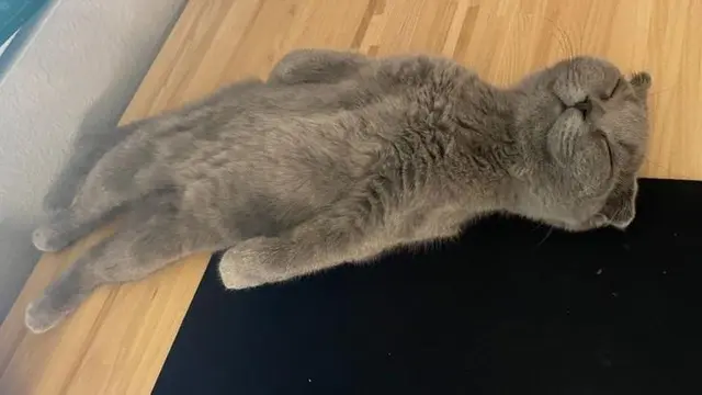 10 Gaya Nyeleneh Kucing Ini Bikin Geleng-Geleng Kepala