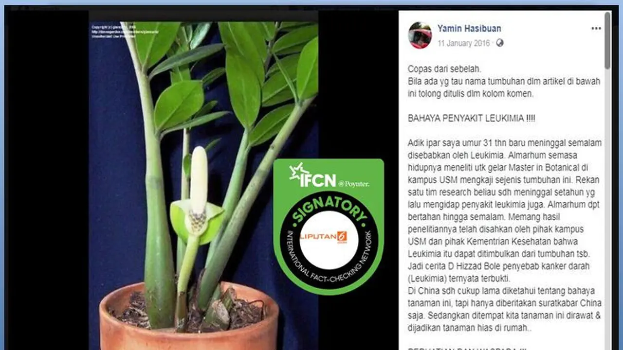 [Cek Fakta] Ada Tanaman Bisa Picu Leukemia, Ini Faktanya