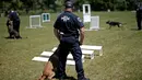 Petugas kepolisian MTA melatih anjing polisi K-9 dalam mendeteksi bahan peledak saat pelatihan kelincahan di MTA Kepolisian Canine Training Center, Stormville, New York, (6/6/2016). (REUTERS/Mike Segar)