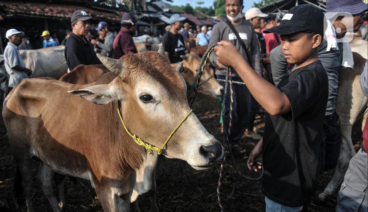 Seorang anak menggiring sapi yang akan dijual di Pasar Hewan Jonggol, Kabupaten Bogor, Jawa Barat, Kamis (7/7/2022). Menurut pengelola penjualan hewan kurban di Pasar Hewan Jonggol mengalami penurunan dibandingkan tahun sebelumnya akibat dampak dari wabah virus penyakit mulut dan kuku (PMK). (merdeka.com/Iqbal S Nugroho)