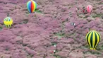 Foto udara yang diambil pada 6 Oktober 2023 ini menunjukkan orang-orang mengambil foto di antara rumput pink muhly di sebuah taman di Nanjing, di provinsi Jiangsu timur, China. (STR/AFP)