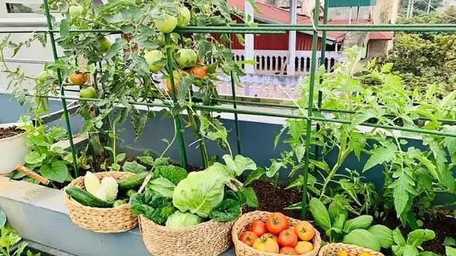 Desain Taman Atap Rumah untuk Kebun Organik