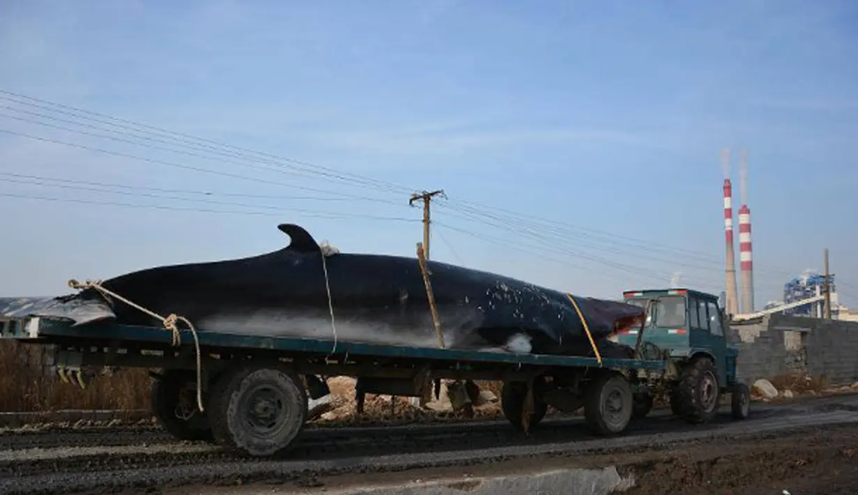 Truk kontainer tampak membawa bangkai ikan paus ke pabrik pembekuan. Paus dengan panjang sekitar 8,9 meter dan berat 3,9 ton ditemukan mati terdampar di pinggiran pantai dekat kota Rizhao, provinsi Shandong, China, 30 November 2015. (shanghaiist.com)