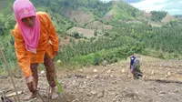 Danau Limboto Makin Terdesak Jagung dan Eceng Gondok 