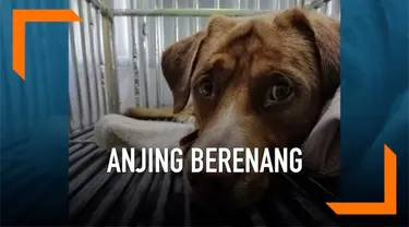 Seekor anjing diselamatkan usai berenang sejauh 135 mil. Ia ditemukan oleh para pekerja di sebuah anjungan pengeboran minyak di Teluk Thailand.