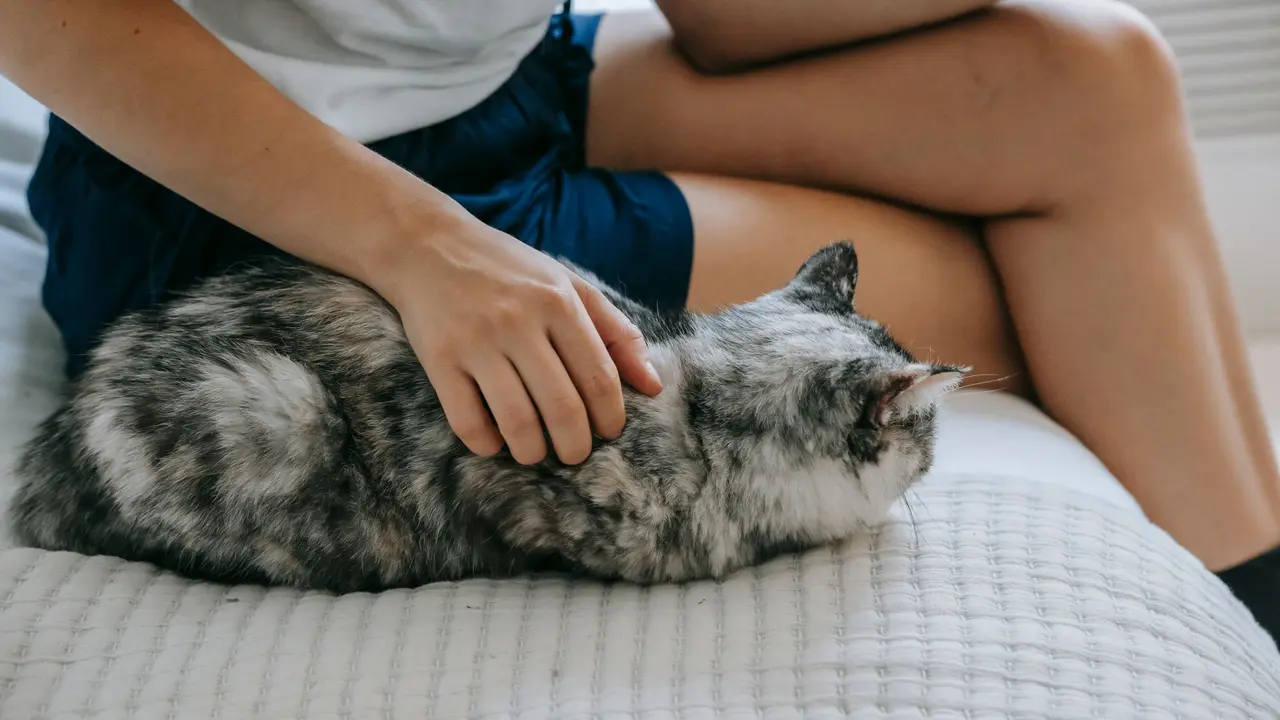 Kucing Tidur di Dekat Kaki Pemiliknya
