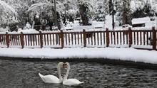 Dua angsa berenang di kolam es di sebuah Taman Kugulu di Ankara, Turki (26/12). (AFP Photo/Adem Altan)