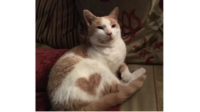 7 Kucing Ini Miliki Bulu Tak Biasa, Bikin Senyum Sendiri