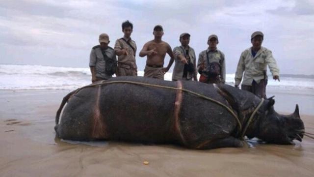 Misteri Kematian Badak Bernama Samson Di Pantai Taman