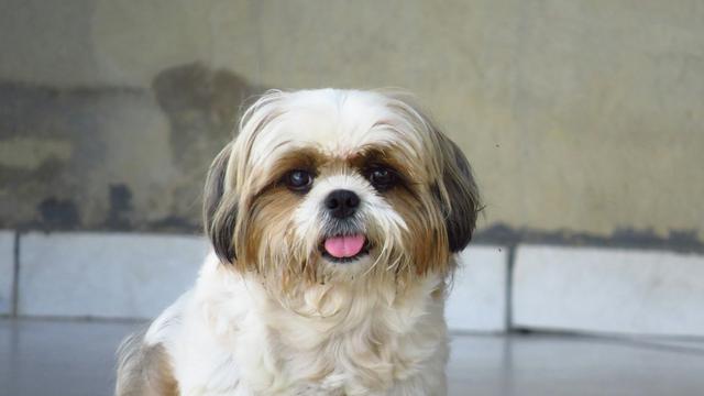 Shih Tzu
