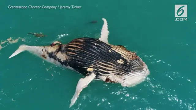Bangkai ikan paus bungkuk jadi santapan lezat hiu dan buaya air laut. Belum diketahui penyebab kematian ikan paus ini.