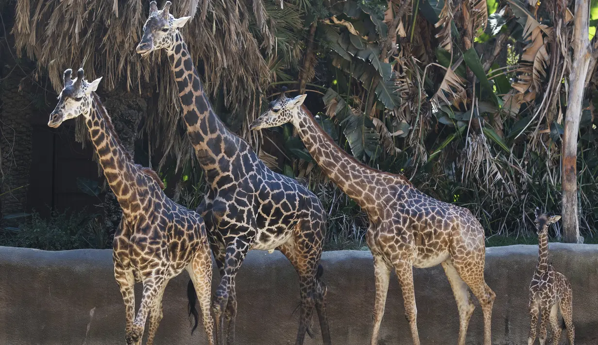 Anak jerapah masai betina (kanan) bersama ibunya diperlihatkan ke publik di Kebun Binatang LA di Los Angeles, California (18/10/2019). Anak jerapah yang lahir 1,98 cm (6 kaki 6) diperkirakan akan tumbuh hingga 5 meter (17 kaki) tinggi dan jerapah Masai adalah mamalia darat tertinggi. (AFP Photo/Mark