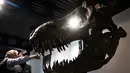 Dibuat dengan pose mulut terbuka, kerangka T. rex dengan panjang 11,6 meter (38 kaki) dan tinggi 3,9 meter (12,8 kaki) ini terjual di bawah kisaran 5 juta hingga 8 juta franc saat dilelang di balai lelang Koller di Zurich. (Photo by Fabrice COFFRINI / AFP)