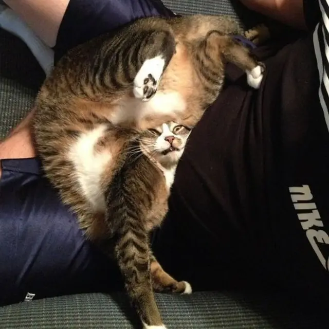 10 Gaya Nyeleneh Kucing Ini Bikin Geleng-Geleng Kepala