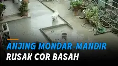 Sang anjing begitu polos mondar-mandir berlarian di atas cor yang masih basah.