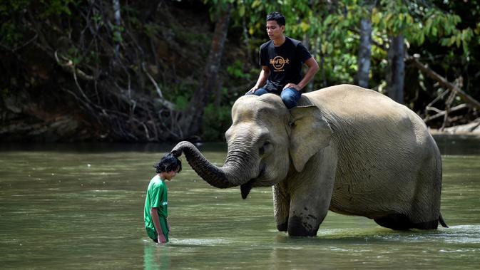 Gajah betina Sumatra menyentuh pengunjung saat mandi di sungai di Conservation Respons Unit (CRU) Sampoiniet, Aceh, Minggu (7/6/2020). Memasuki masa new normal pencegahan COVID-19, CRU Sampoiniet kembali membuka wisata konservasi meski membatasi jumlah kunjungan wisatawan. (CHAIDEER MAHYUDDIN/AFP)