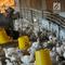Peternak memberikan makan pada ayam pedaging broiler di kawasan Cipelang, Bogor, Jawa Barat, Selasa (24/7). Menurut peternak, kenaikan daging ayam disebabkan harga day old chicken (DOC) atau  bibit ayam yang fluktuatif. (Merdeka.com/Arie Basuki)