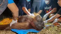 Upaya Menyelamatkan Orangutan Ira dari Dampak Karhutla