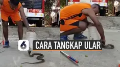 Ular memang hewan yang berbahaya jika kita menemuinya. Tapi jangan panik jika kita bertemu dengan ular. Ini dia cara tangkap ular menggunakan toples.