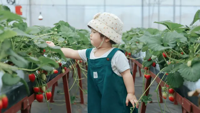 Berkebun adalah Cara Mudah untuk Memberikan Edukasi Lingkungan kepada Anak