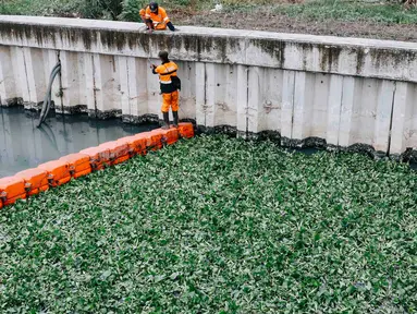 Petugas beraktivitas di sekitar lokasi uji coba tanaman eceng gondok di Kali Inlet 3, Tanjung Priok, Jakarta, Selasa (4/12). Eceng gondok mulai ditanam Pemprov DKI sebagai salah satu strategi membersihkan sungai di Jakut. (Liputan6.com/Immanuel Antonius)