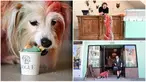 Kolase foto restoran untuk anjing di San Francisco, California, Amerika Serikat, 5 Oktober 2022. (JOSH EDELSON/AFP)