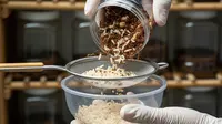 Cara Ternak Kroto Semut Rangrang di Toples untuk Pemula Modal Kecil, 5 Langkah Cuan dari Rumah