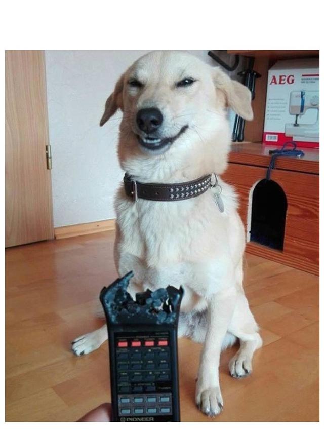 7 Tingkah Laku Nyeleneh Hewan Peliharaan Ini Bikin Geregetan