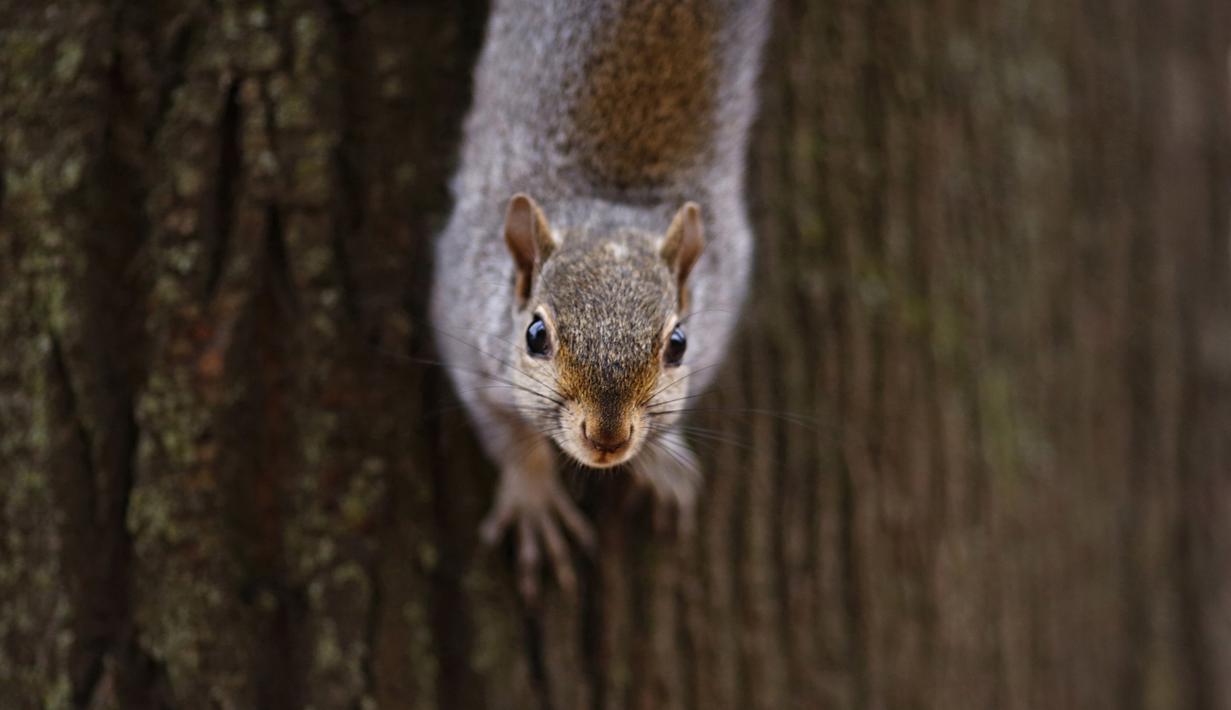 Seekor tupai berdiri di sebuah pohon di Taman Valentino, Turin, (18/11/2016). (AFP PHOTO / MARCO BERTORELLO)