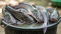 Ternak Ikan Cepat Panen dan Minim Risiko, Mana yang Paling Stabil di Pasaran?