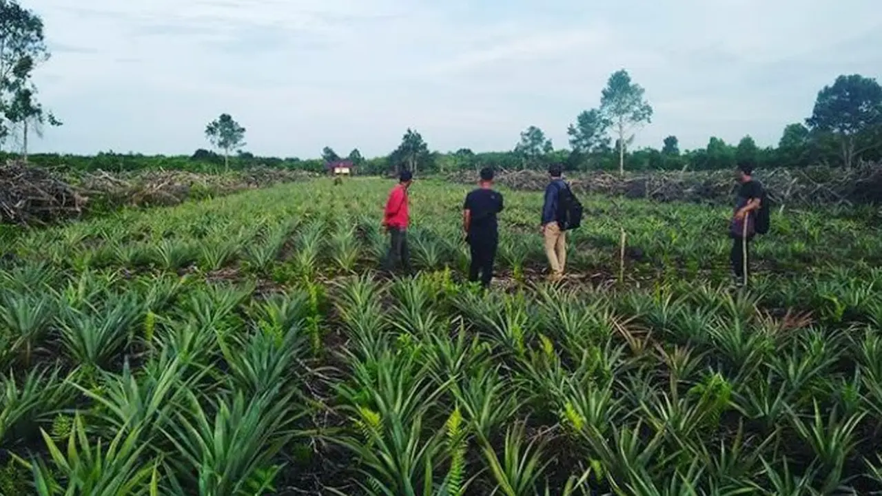 Kebun Nanas