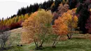 Warna daun-daun musim gugur di pegunungan Vosges menandai pergantian musim di Rimbach, kawasan Alsace, Perancis timur, Selasa (3/11). (REUTERS / Jacky Naegelen)