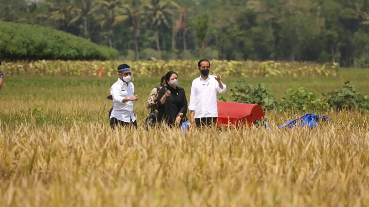 Musim Panen Raya, Kementan Pastikan Stok Beras Nasional Aman dan Terkendali