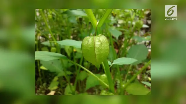 Ciplukan, tanaman segudang manfaat ini dahulu sering dijadikan mainan anak-anak. Namun, setelah diteliti, ciplukan ternyata berkhasiat obat