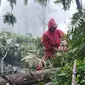 Petugas memotong pohon tumbang di kawasan kebun teh di kawasan Puncak Bogor. (Liputan6.com/Achmad Sudarno)