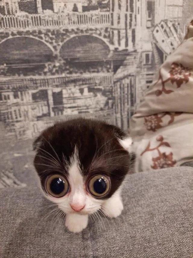 6 Potret Kucing Terlihat Kaget Ini Lucu, Bola Mata Melotot