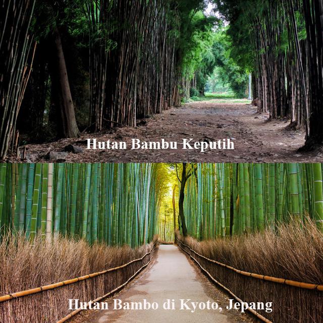 Hutan Bambu Keputih.